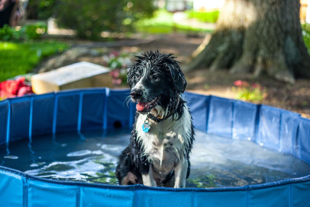 dog cooling down in paddling pool