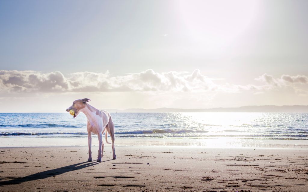 hot dog on a beach in summer