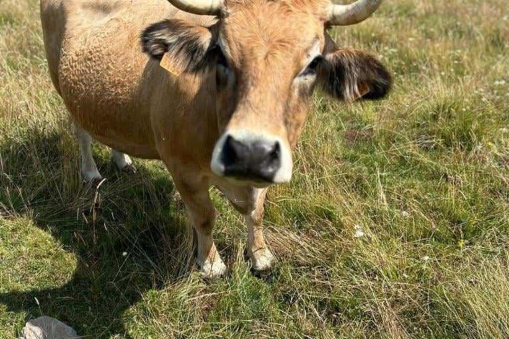 an aubrac cow looking at the camera