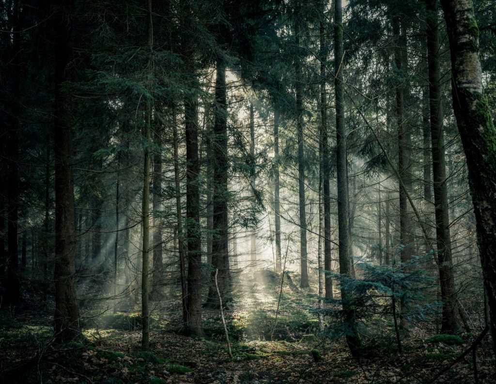 light shining through trees in a forest 