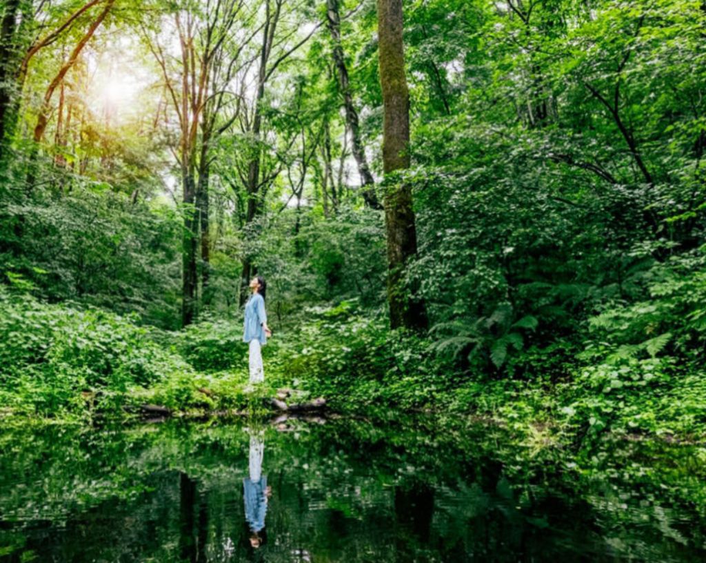 forest bathing in japan