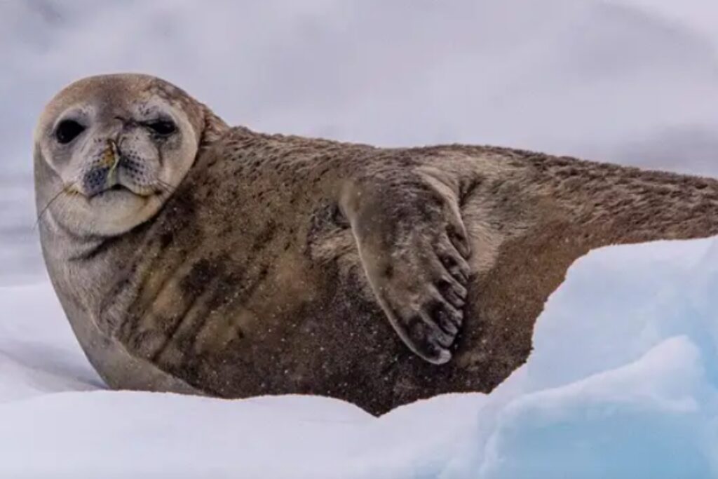 A seal lazing in the antarctic ice