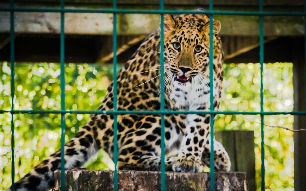 a cheetah behind bars in captivity