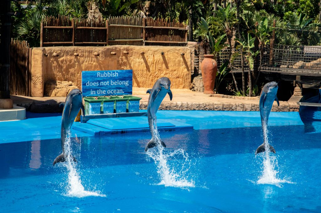 dolphins in captivity perform in an example of how not to experience ethical wildlife tourism