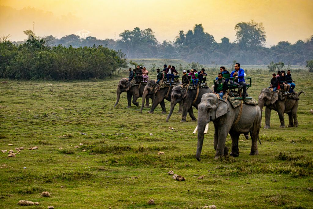 elephant riding as a wildlife travel trend