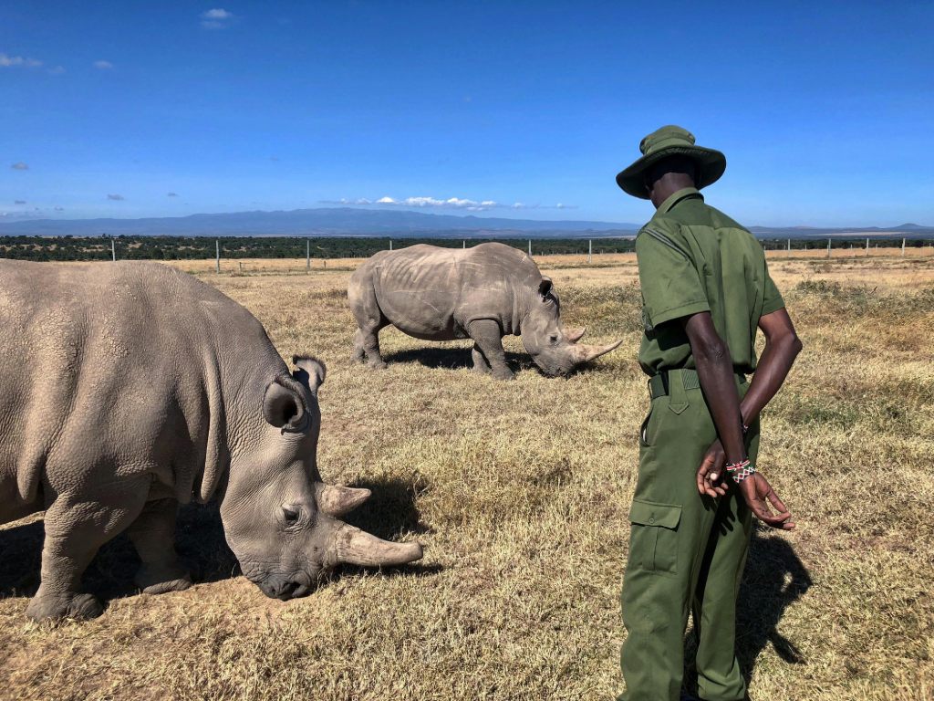 a park ranger watches rhinos in wildlife conservation schemes