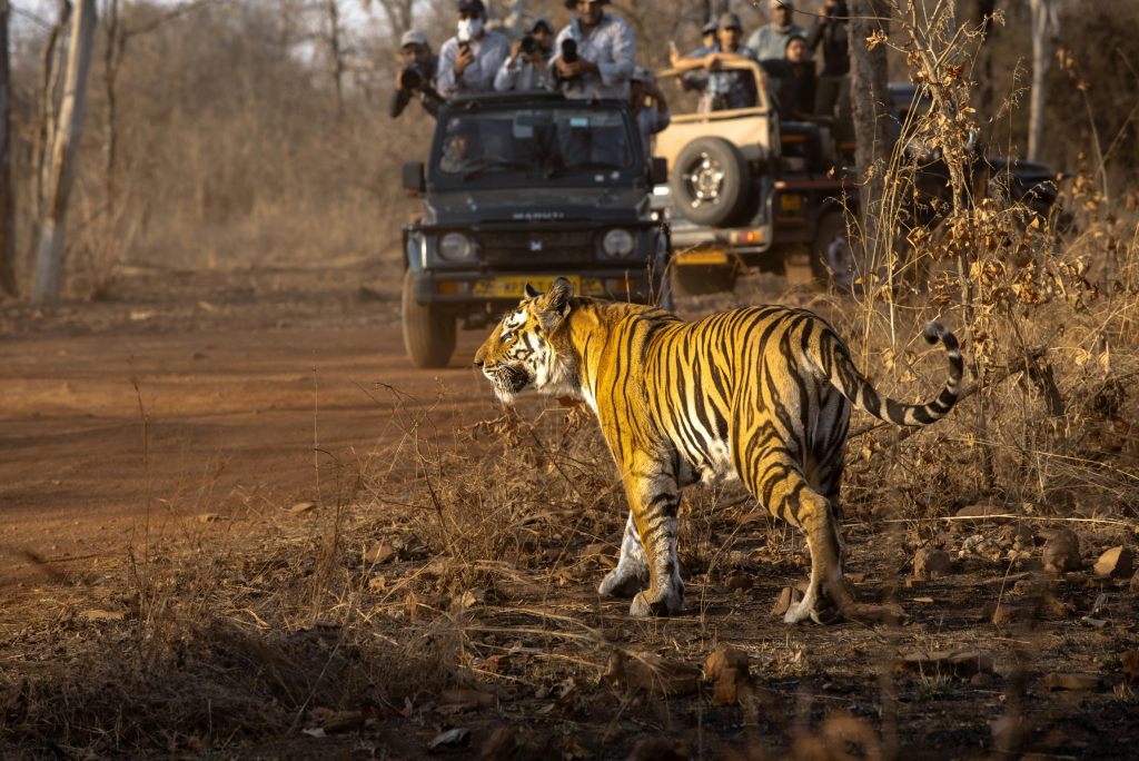 a tiger being surrounded by tourists which is not good ethical wildlife travel