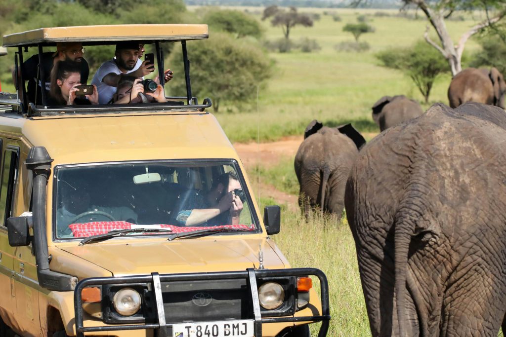 tourists on safari
