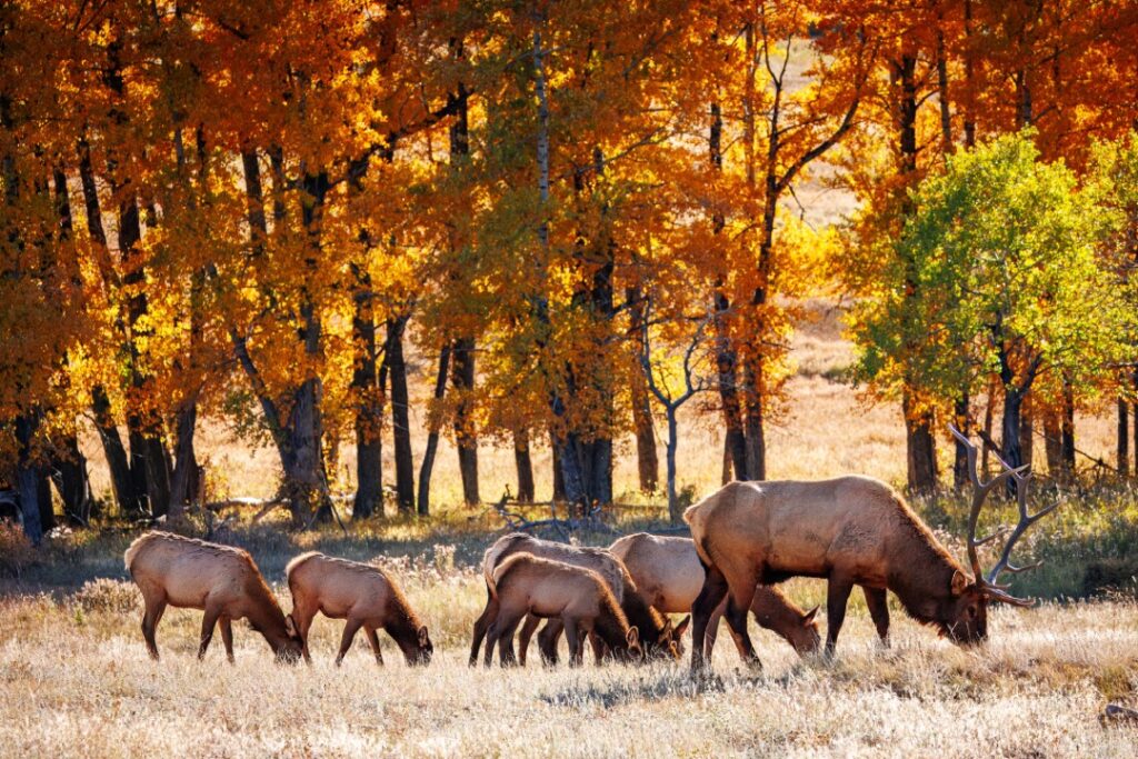 deer roaming in the wild
