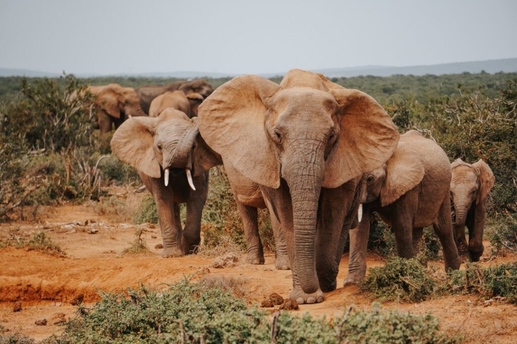 ethical wildlife travel brands using imagery of elephants