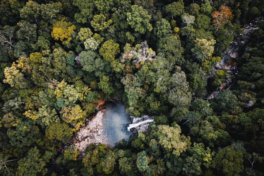 looking down on a wild forest and river