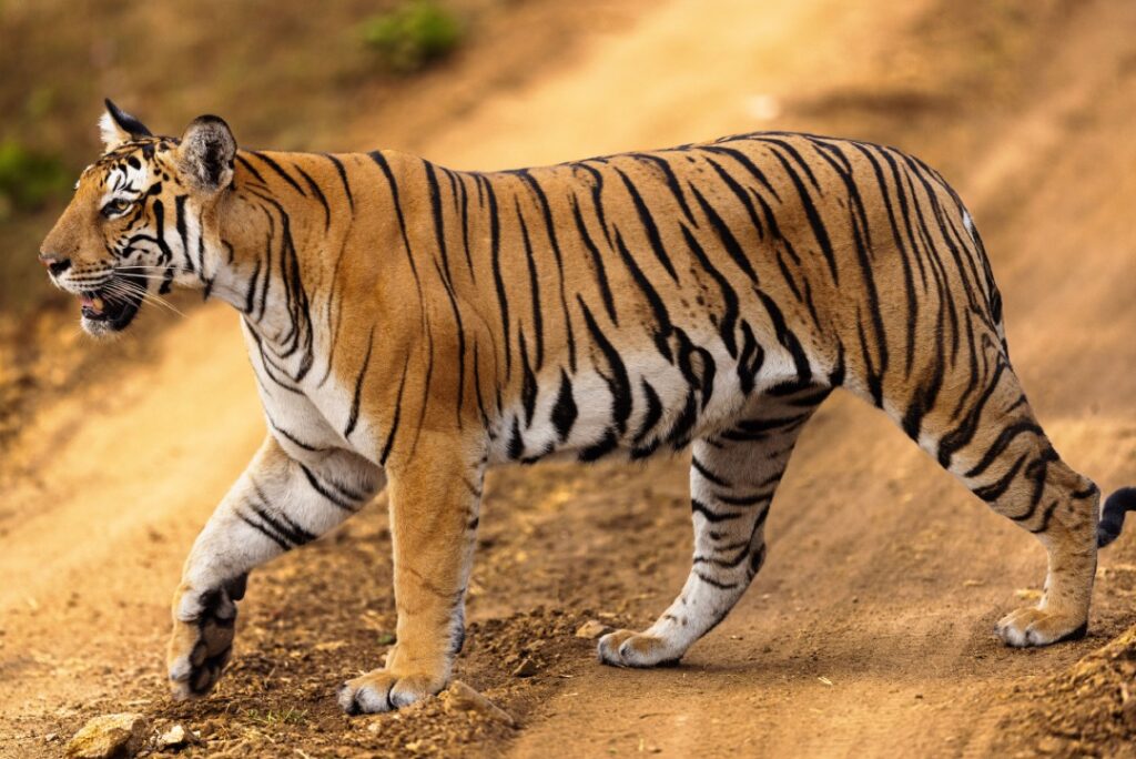 a tiger walking across a dirt track