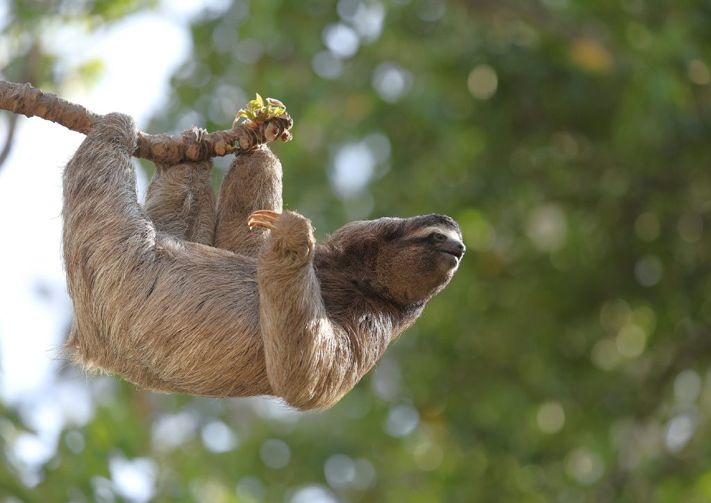 a sloth in the wild